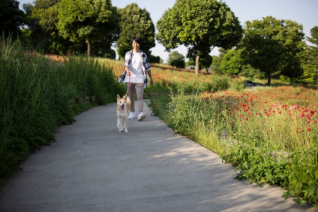 散歩をしている柴犬