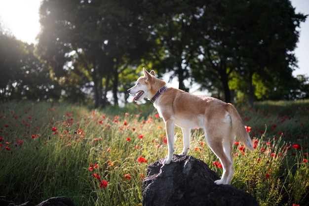 散歩をしている柴犬