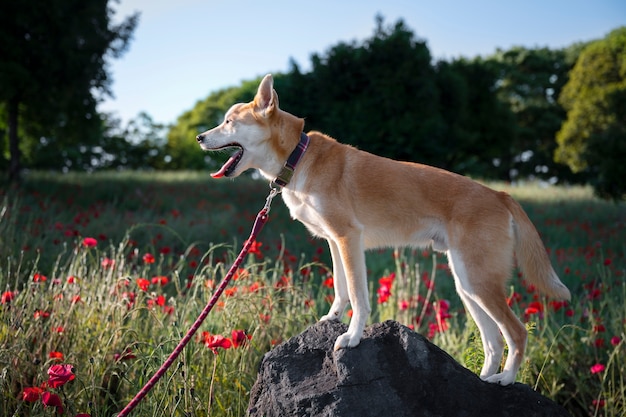 散歩をしている柴犬