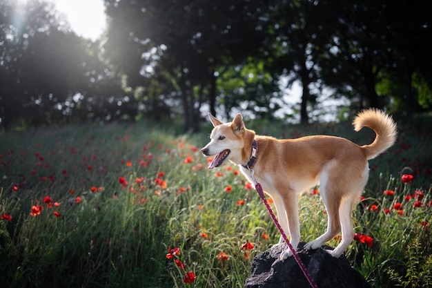 散歩をしている柴犬