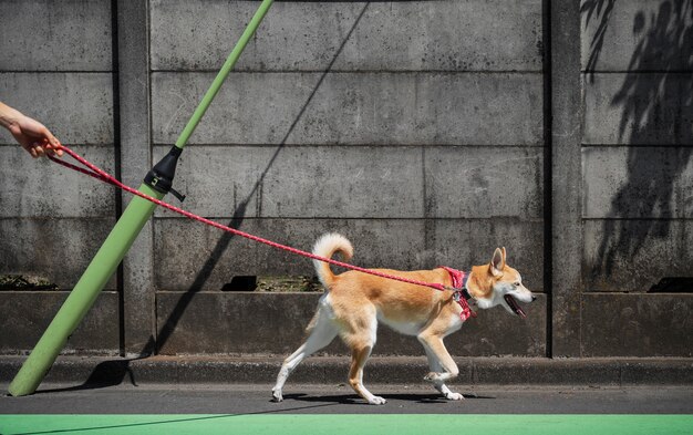 散歩をしている柴犬