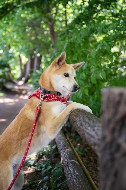 散歩をしている柴犬