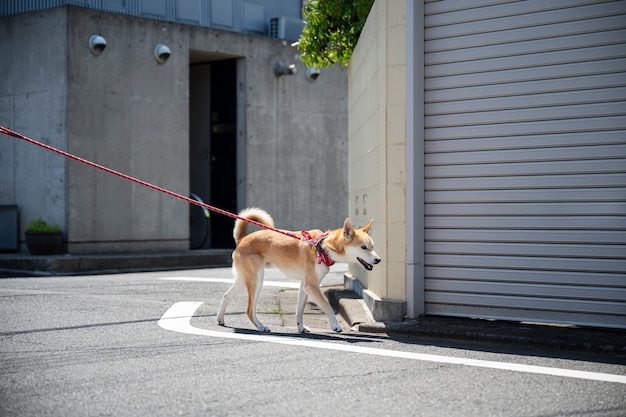 散歩をしている柴犬
