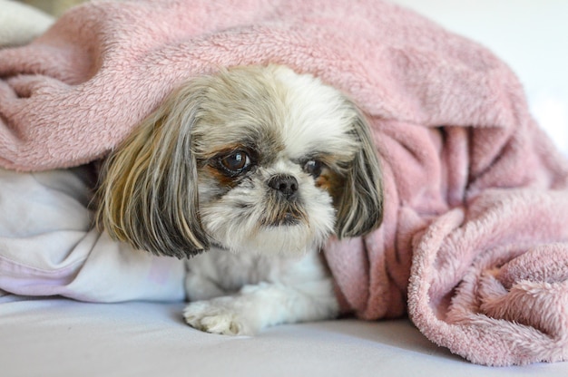 Shih Tzu puppy lying under a blanket on the bed