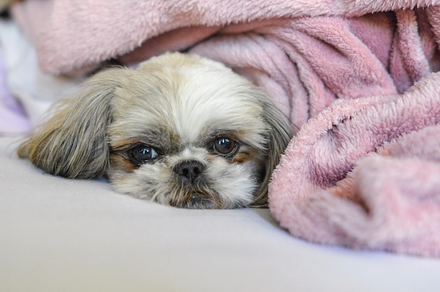 Shih Tzu puppy lying under a blanket on the bed