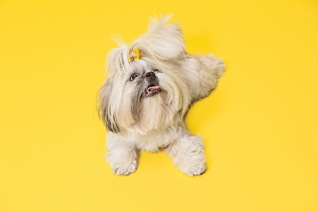 Free photo shih-tzu puppy wearing orange bow. cute doggy or pet is lying isolated on yellow background. the chrysanthemum dog. negative space to insert your text or image.