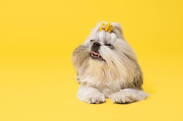 Shih-tzu puppy wearing orange bow. Cute doggy or pet is lying isolated on yellow background. The Chrysanthemum Dog. Negative space to insert your text or image.