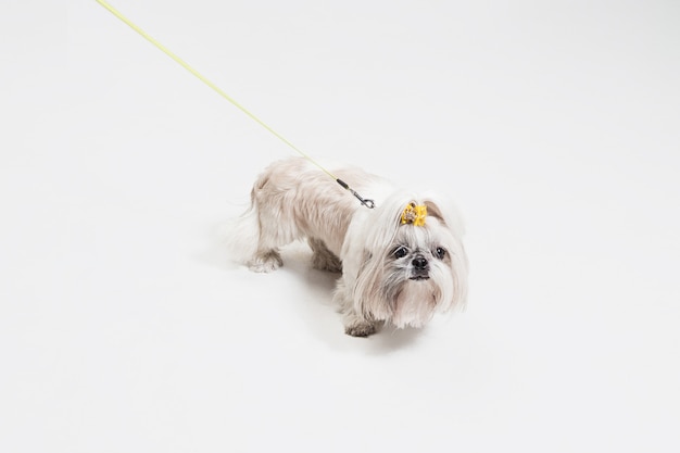 Free photo shih-tzu puppy wearing orange bow. cute doggy or pet is standing isolated on white background. the chrysanthemum dog. negative space to insert your text or image.