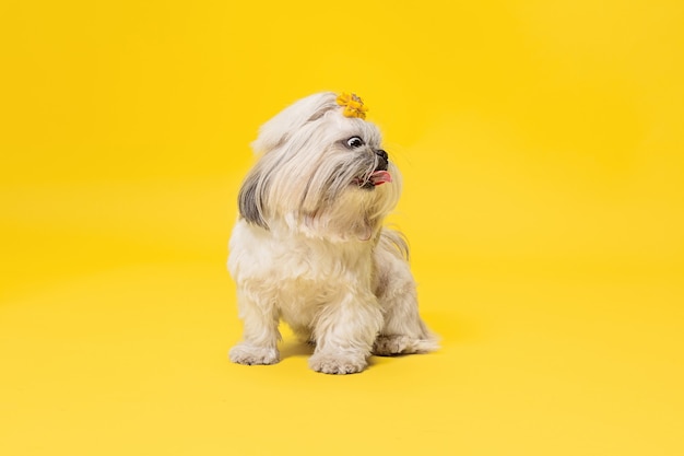 オレンジ色の弓を身に着けているシーズーの子犬。かわいい犬やペットは黄色の背景に孤立して立っています。菊犬。テキストまたは画像を挿入するための負のスペース。