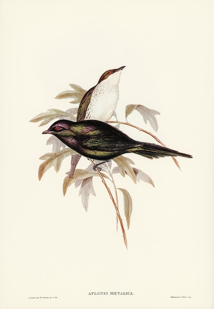 Shining starling (Aplonis metallica) illustrated by Elizabeth Gould 