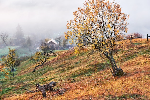 Albero splendente sul pendio di una collina con travi soleggiate a valle di montagna ricoperta di nebbia.