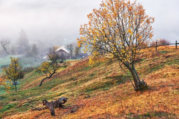 Shiny tree on a hill slope with sunny beams at mountain valley covered with fog.