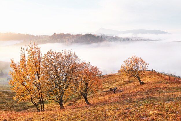 Shiny tree on a hill slope with sunny beams at mountain valley covered with fog.