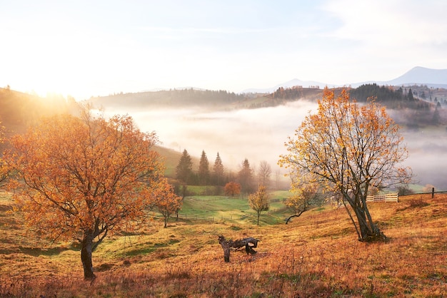 Foto gratuita albero splendente sul pendio di una collina con travi soleggiate a valle di montagna ricoperta di nebbia.