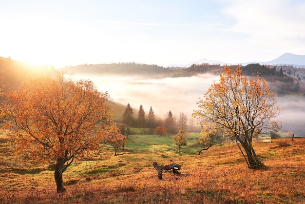 Albero splendente sul pendio di una collina con travi soleggiate a valle di montagna ricoperta di nebbia.