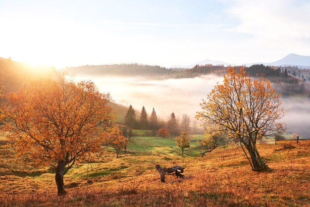 Shiny tree on a hill slope with sunny beams at mountain valley covered with fog.