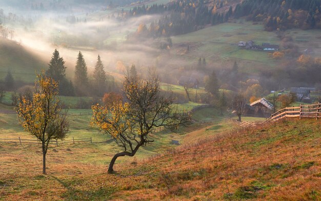 Shiny tree on a hill slope with sunny beams at mountain valley covered with fog.