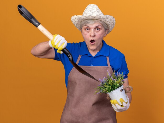 Shocked elderly female gardener wearing gardening hat and gloves holding spade over flowerpot isolated on orange wall with copy space