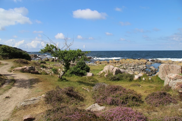 덴마크 보른 홀름에서 바다로 둘러싸인 녹지로 덮인 해안