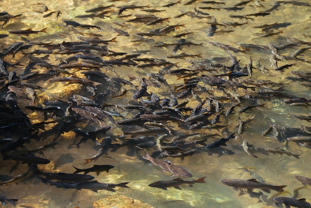 無料写真 多くの魚とショア