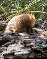 Free photo short-beaked echidna