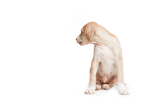 Short haired blond dog sitting in front and looking to one side