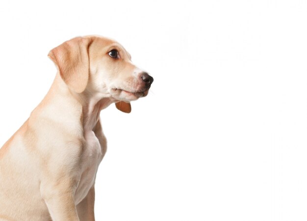 Short haired blonde dog with mouth closed