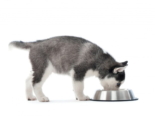 shot of an adorable little Siberian husky puppy eating food from a bowl isolated on white copyspace.