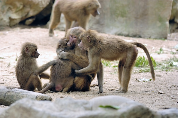 Free photo shot of an adorable monkey family hugging each other