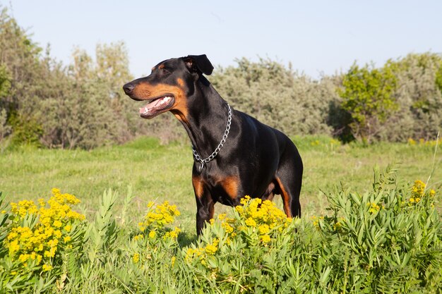 草の上で遊んでいる愛らしい子犬のショット