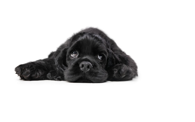  shot of american cocker spaniel on black  wall