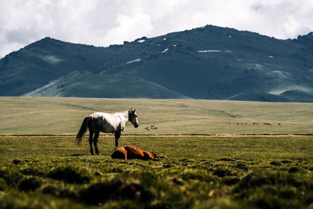 美しい風景の景色と緑の野原で馬を放牧するショット