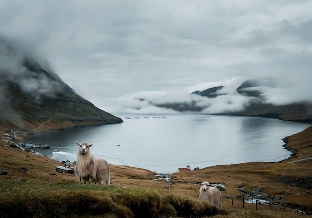 Free photo shot of the beautiful nature such as the cliffs, sea, mountains of the faroe islands