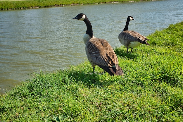 shot of black-headed geese standing on the shore