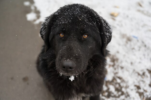 shot of black Hovawart dog in winter