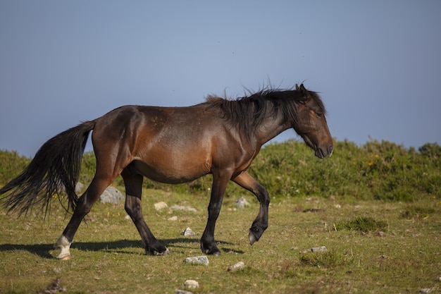 Shot of brown stallion grazing  on a green meadow