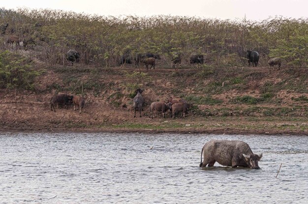 Shot of buffalos on the shore and in the Doi Tao Lake, Thailand, Asia