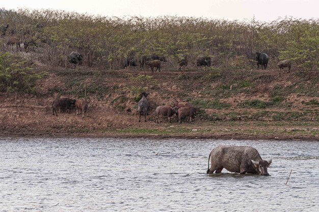 Выстрел буйволов на берегу и в озере Дои Тао, Таиланд, Азия