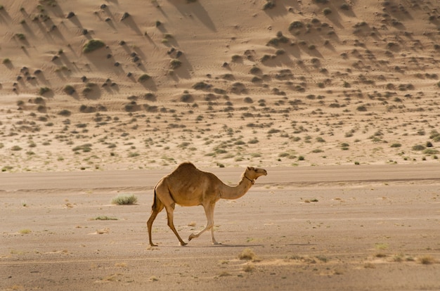 Shot of a camel roaming around in the desert during the day