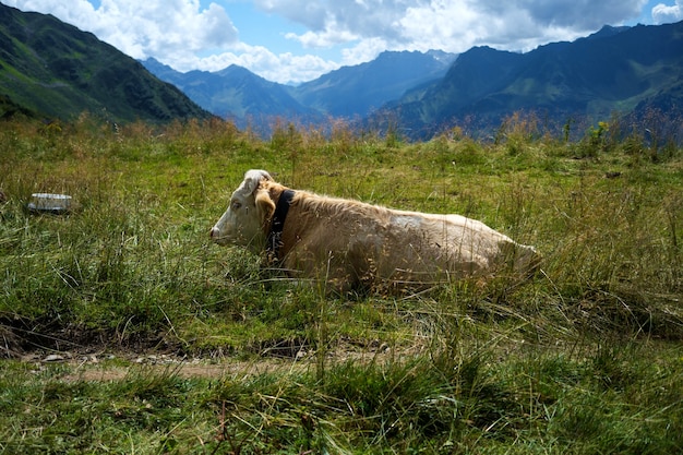 緑の牧草地で眠っている牛のショット