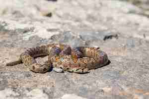 Free photo shot of a curled up adult leopard snake or european ratsnake, zamenis situla, in malta