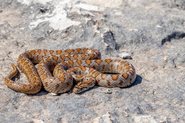 Shot of a curled up adult Leopard Snake or European Ratsnake, Zamenis situla, in Malta