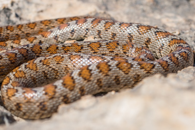 Free photo shot of a curled up adult leopard snake