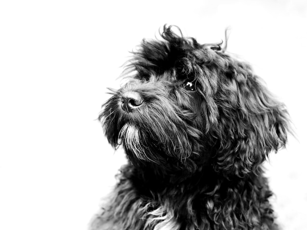 Scatto di un simpatico cane nero schnoodle su bianco