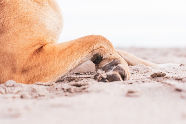 shot of the cute paws of a brown domestic dog on the sand-covered ground