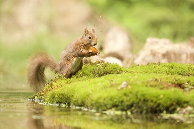 shot of a cute squirrel getting out of the water with a nut
