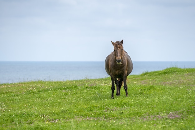 かわいいスタリオン馬のショット