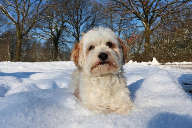 Снимок милого белого пушистого щенка в снегу