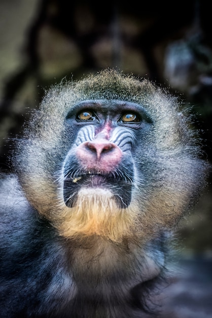 Inquadratura di una scimmia trapano con gli occhi marroni e un naso rosa che guarda il cielo