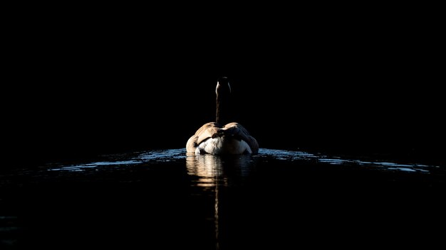 夜に湖で泳いでいるアヒルの後ろのショット